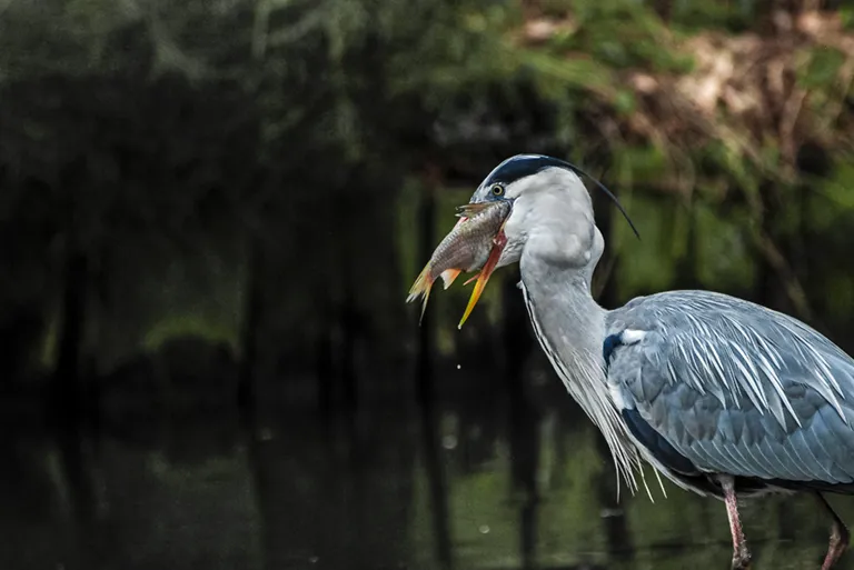 héron cendré (Ardea cinerea) © Studio-Tatanka - Photos animalières et de nature.