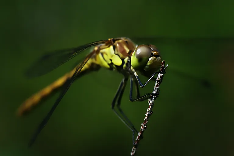 odonate (Odonata) © Studio-Tatanka - Photos animalières et de nature.