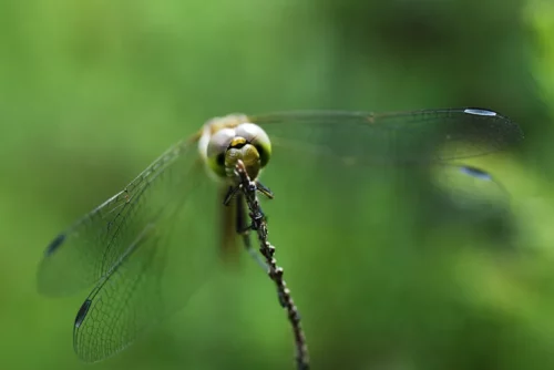 odonate (Odonata) © Studio-Tatanka - Photo animalière et de nature.