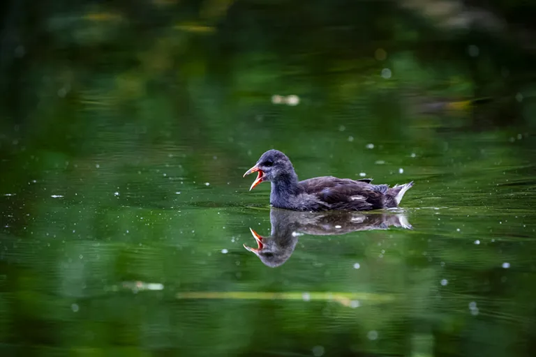 Gallinule poule-d'eau (Gallinula chloropus) © Studio-Tatanka - Photos animalières et de nature.