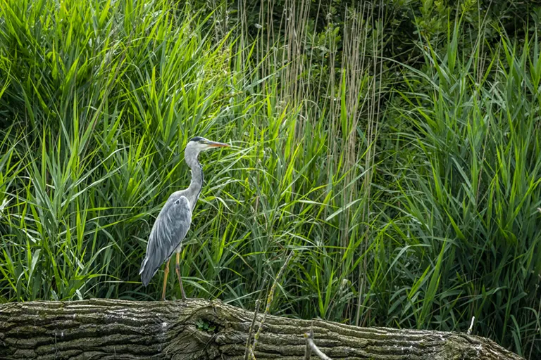 © Studio-Tatanka - Photos animalières et de nature.