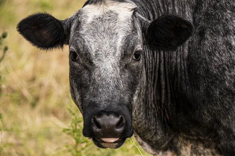 vache dans les prés © Studio-Tatanka - Photos animalières et de nature.