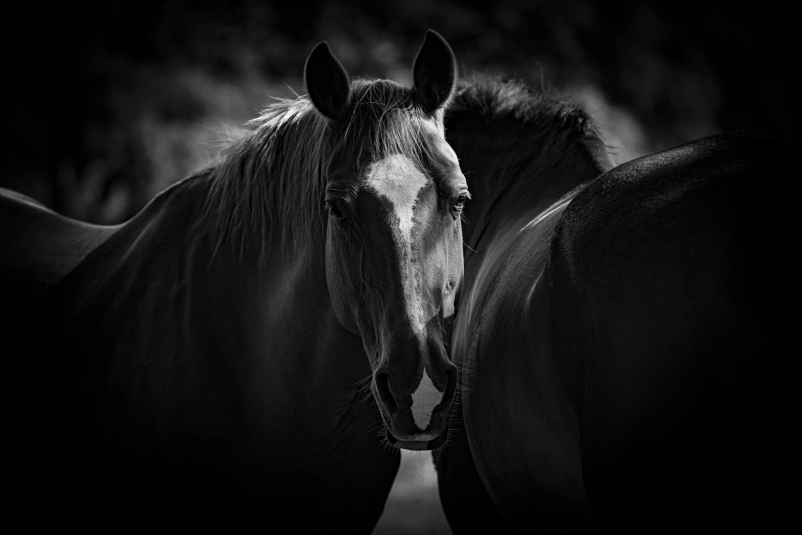 Chevaux dans les prés © Studio-Tatanka - Photos animalières et de nature.