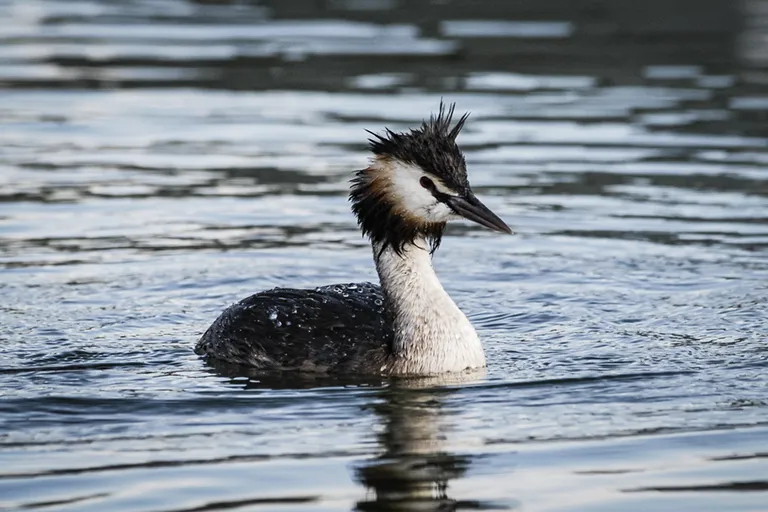 Grèbe huppé (Podiceps cristatus) © Studio-Tatanka - Photos animalières et de nature.