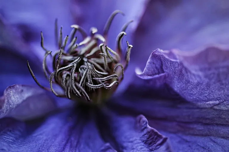 Clématite à fleurs étalées © Studio-Tatanka - Photos animalières et de nature.