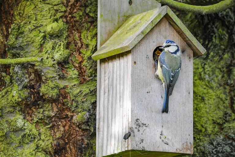 Mésange bleue (Cyanistes caeruleus) © Studio-Tatanka - Photos animalières et de nature.