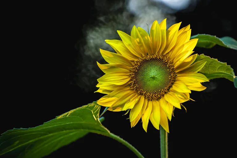 Tournesol © Studio-Tatanka - Photos animalières et de nature.