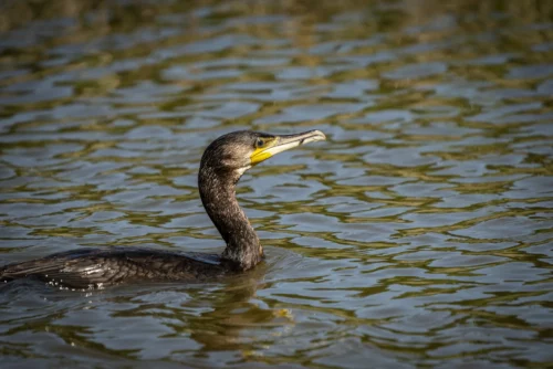 Cormoran, oiseau pêcheur © Studio-Tatanka - Photos animalières et de nature.