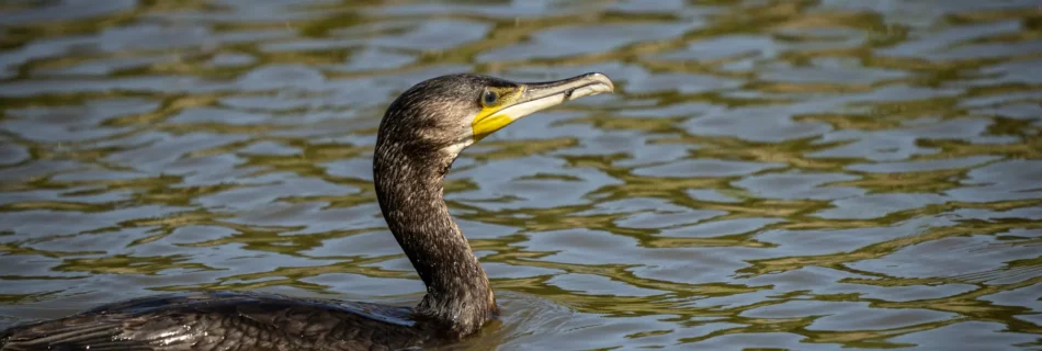 Cormoran, oiseau pêcheur © Studio-Tatanka - Photos animalières et de nature.