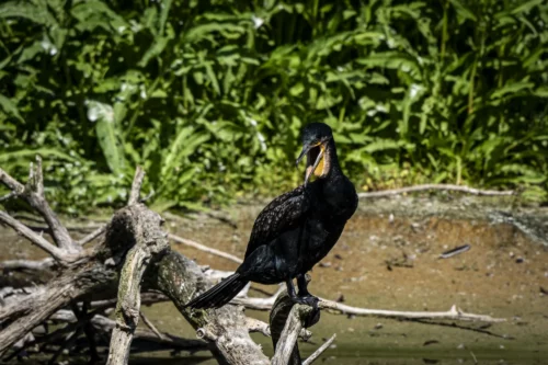 Cormoran sur une branche © Studio-Tatanka - Photos animalières et de nature.